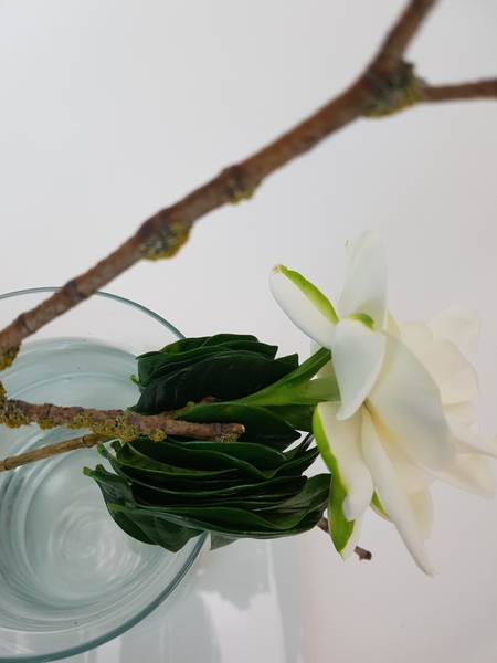 The waxy Gardenia leaves keep the flower in place