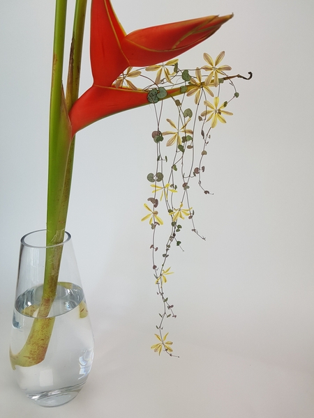 Trailing Ceropegia woodii flower arrangement Trailing Ceropegia woodii flower arrangement