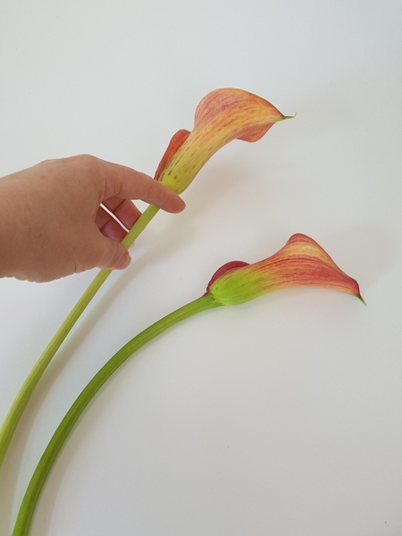 Try to follow the natural curve of the flower and exaggerate that Try to follow the natural curve of the flower and exaggerate that