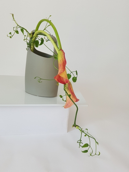 Zantedeschia and clematis vine. Zantedeschia and clematis vine.