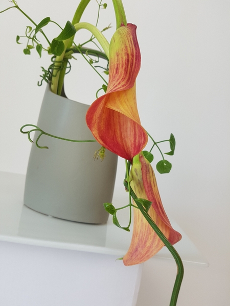 Zantedeschia flower arrangement Zantedeschia flower arrangement