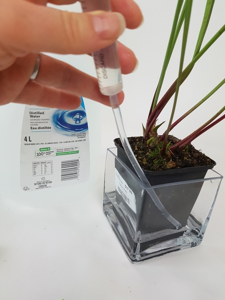 Add distilled water to the container Add distilled water to the container