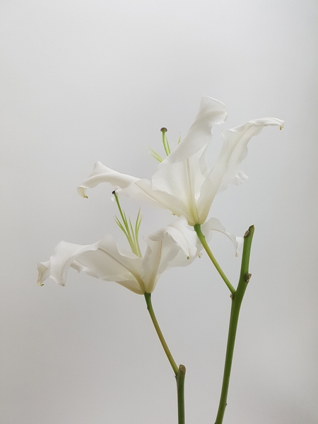 Beautiful lilies Beautiful lilies