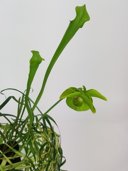 Carnivorous plant flower in the design Carnivorous plant flower in the design
