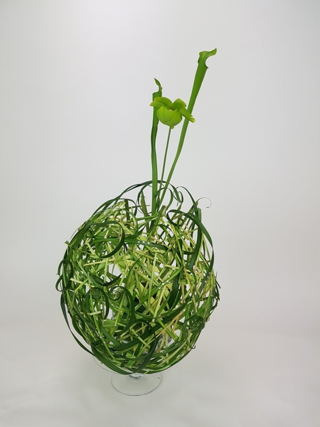 Carnivorous planted design Carnivorous planted design