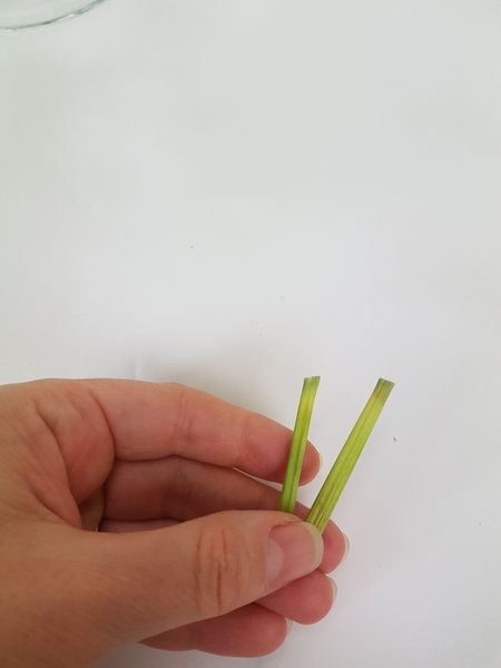 Cut lily grass snippets. Cut lily grass snippets.