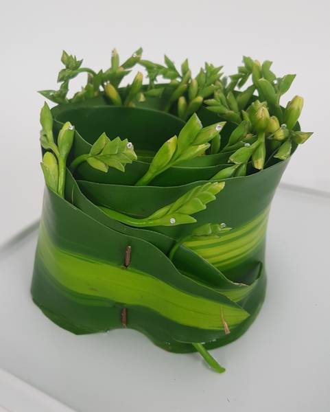 Freesia buds Freesia buds