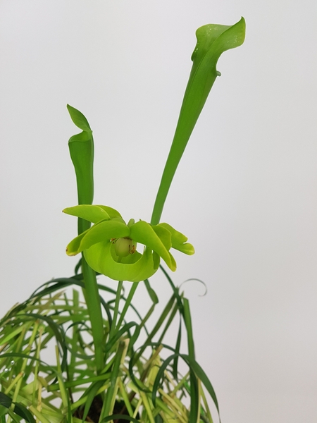 Pitcher plant and lily grass design Pitcher plant and lily grass design