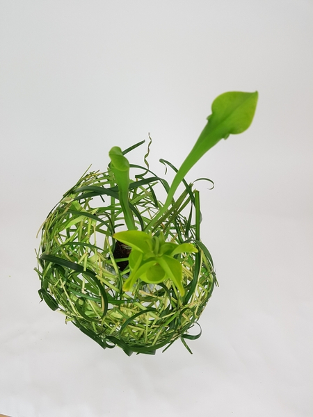 Pitcher plant and lily grass floral design Pitcher plant and lily grass floral design