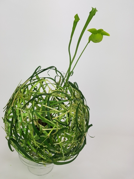 Pitcher plant flower arrangement Pitcher plant flower arrangement