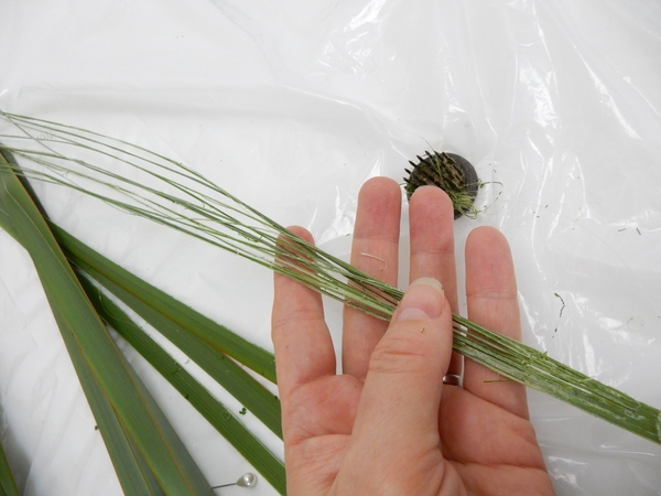 Rip Phormium Rip Phormium