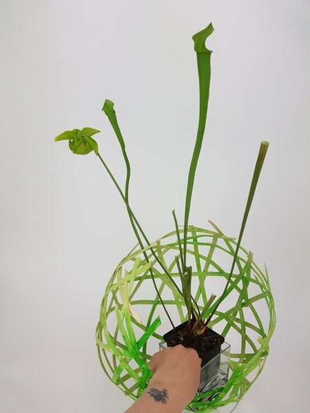 Set the plant in the cane globe Set the plant in the cane globe