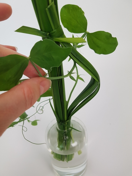 And carefully feed the vine through the grass And carefully feed the vine through the grass