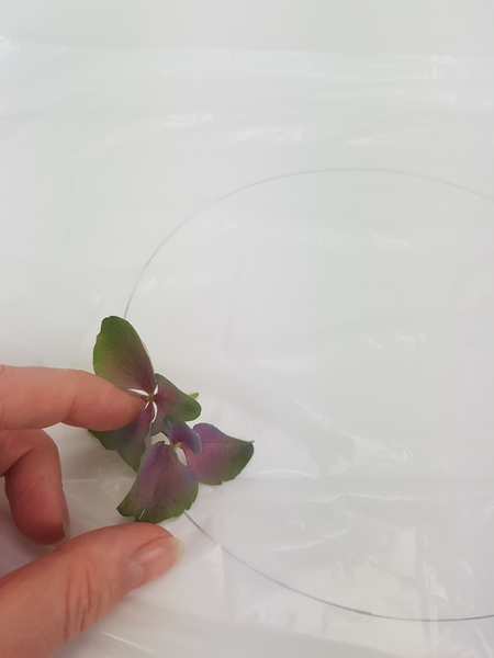 Snip the florets from a hydrangea mop head. Make sure you cut the stems as long as possible. Place the florets on the line. Snip the florets from a hydrangea mop head. Make sure you cut the stems as long as possible. Place the florets on the line.