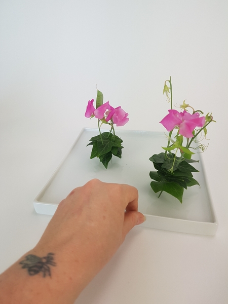 Place the sweet peas in a shallow display container Place the sweet peas in a shallow display container
