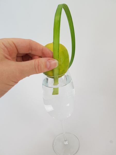Slip your fresh plant material under the lemon so that it can remain hydrated in the water filled container. Slip your fresh plant material under the lemon so that it can remain hydrated in the water filled container.
