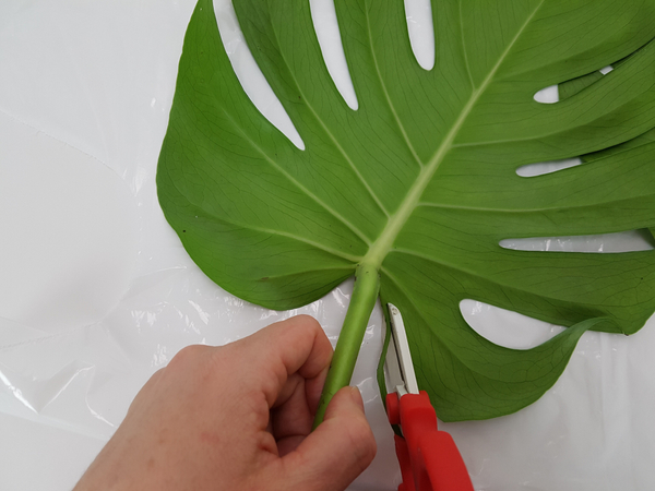 Cut away the leaf section between the prominent veins.
