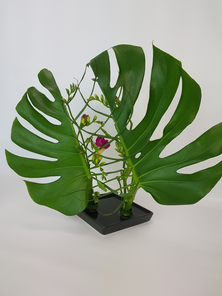 Freesia and monstera flower arrangement Freesia and monstera flower arrangement