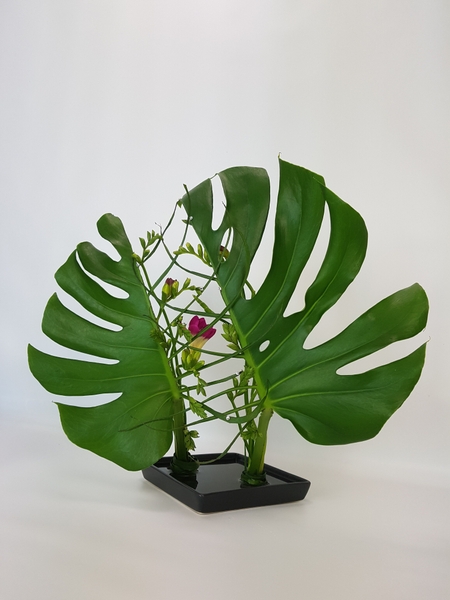 Freesia and monstera flower arrangement using a kenzan Freesia and monstera flower arrangement using a kenzan