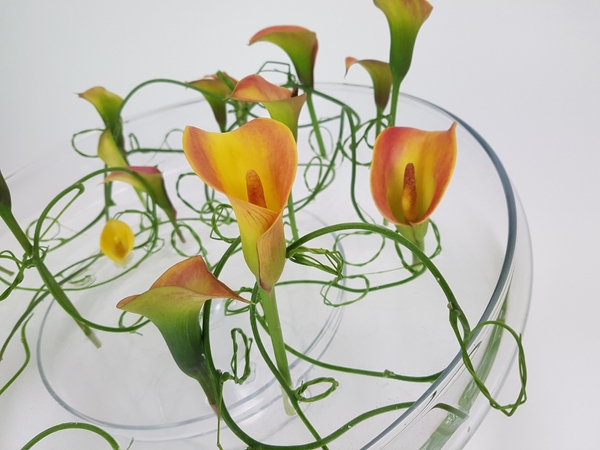 Arum lily and wisteria vines. Arum lily and wisteria vines.