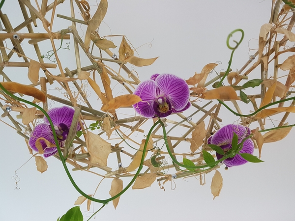 Dried sweet pea vine armature Dried sweet pea vine armature