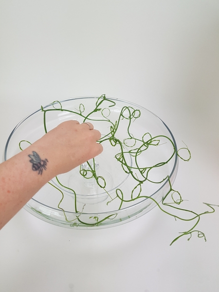 Or curl the vine in a shallow container Or curl the vine in a shallow container