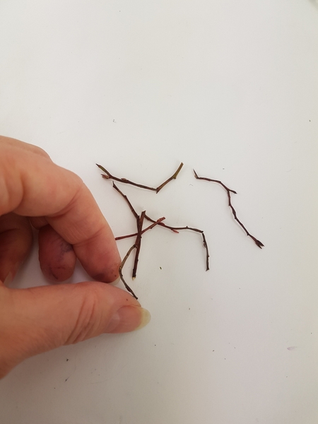 Cut eight twigs with interesting curves in them. Cut eight twigs with interesting curves in them.