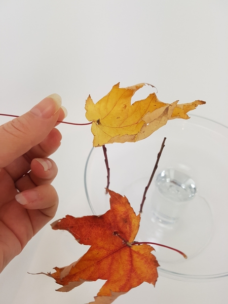 Glue the twig to stand upright in a display container Glue the twig to stand upright in a display container