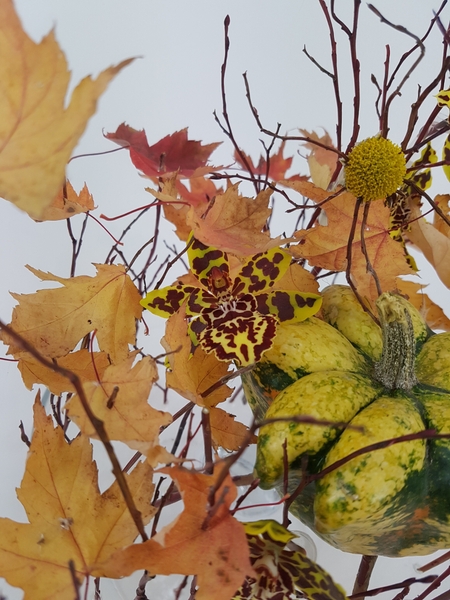 Oncidium orchid Oncidium orchid