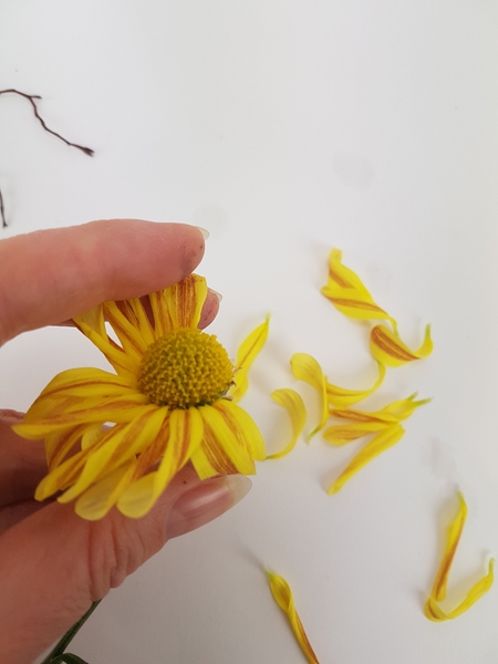 Pick the petals from a chrysanthemum Pick the petals from a chrysanthemum