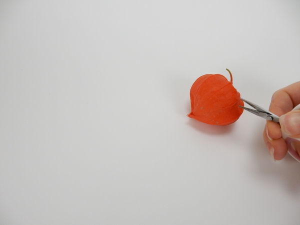 Snip open a Physalis pod with sharp scissors Snip open a Physalis pod with sharp scissors