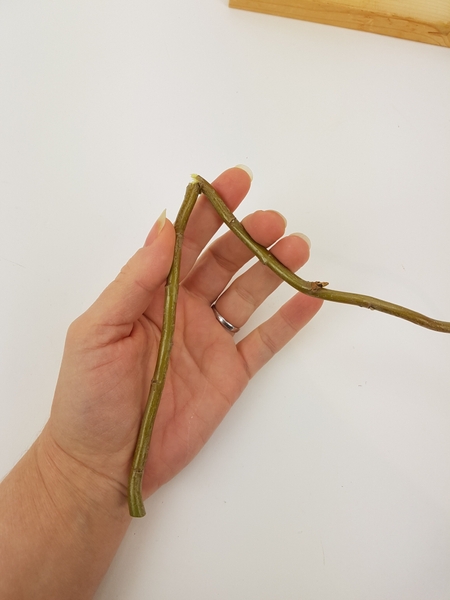 Bend the twig at a sharp angle Bend the twig at a sharp angle