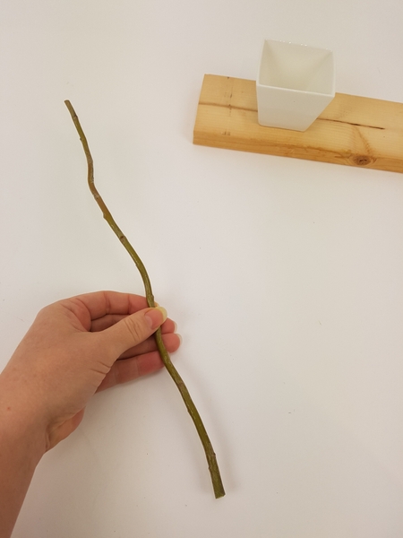 Cut a fresh willow twig Cut a fresh willow twig