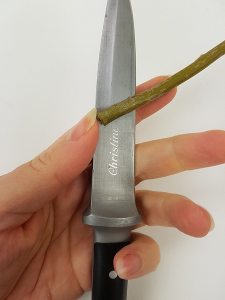 Cut into the twig Cut into the twig