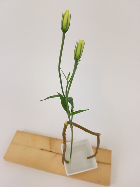 Lisianthus buds in an upright floral design Lisianthus buds in an upright floral design