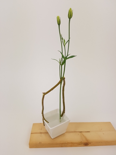Lisianthus buds Lisianthus buds