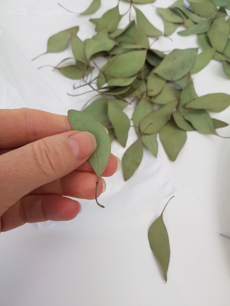 Cut the Eucalyptus leaves from the twigs leaving the stem on the leaves. Cut the Eucalyptus leaves from the twigs leaving the stem on the leaves.