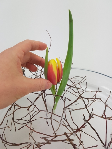 Cut the tulip stems flat and stand it upright in the twig armature Cut the tulip stems flat and stand it upright in the twig armature