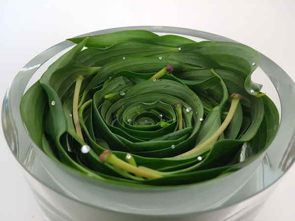 Spiral lily foliage design Spiral lily foliage design