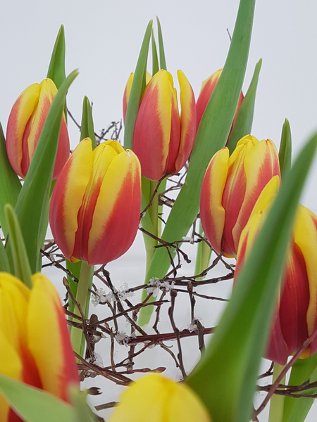 Standing tulips upright no foam