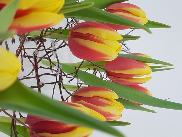 Standing tulips upright no foam