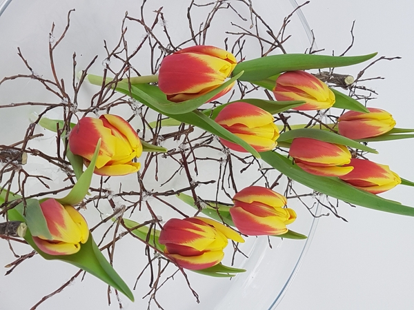 Upright tulips