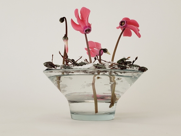 Ceropegia woodii and Cyclamen floral art design Ceropegia woodii and Cyclamen floral art design