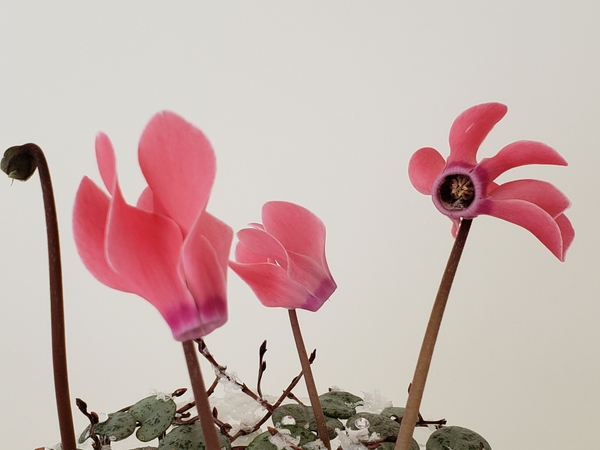Cyclamen floral art design Cyclamen floral art design