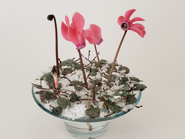 Cyclamen flower arrangement Cyclamen flower arrangement