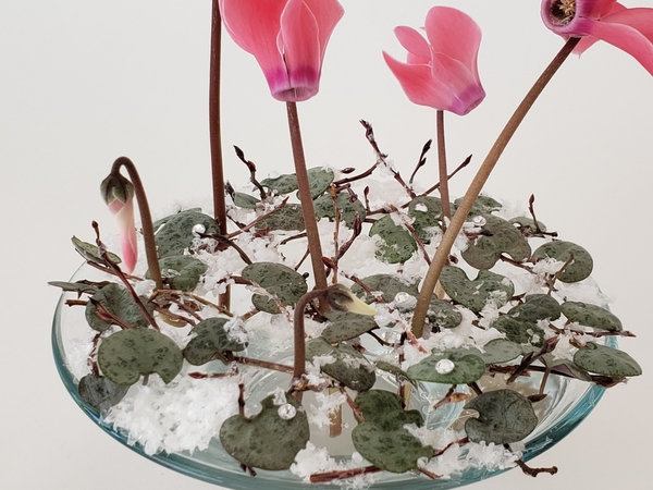 Rosary vine and Cyclamen floral art design Rosary vine and Cyclamen floral art design