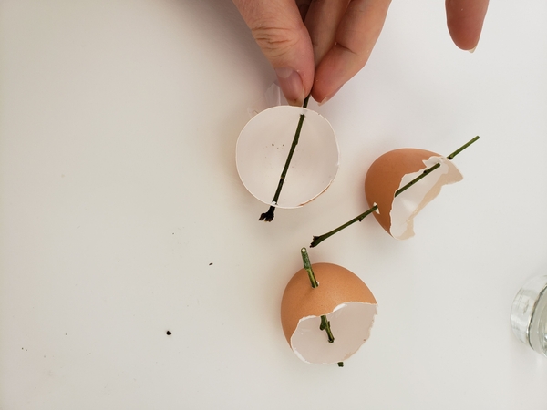 Slip a thin but sturdy twig through the eggshell Slip a thin but sturdy twig through the eggshell