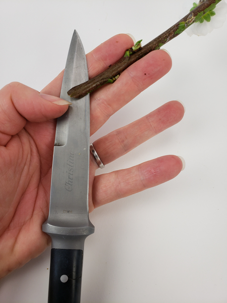 Cut a slit with a sharp knife into a sturdy blossoming twig.