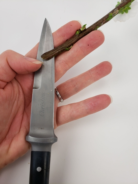 Cut a slit with a sharp knife into a sturdy blossoming twig. Cut a slit with a sharp knife into a sturdy blossoming twig.