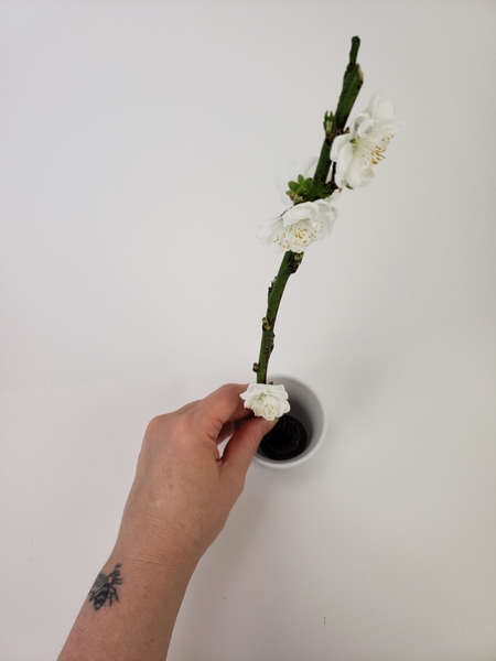 Position two blossoming twigs. Position two blossoming twigs.